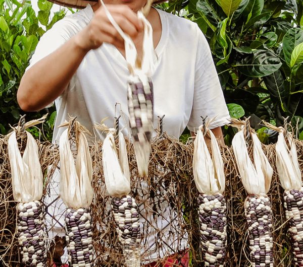 A farmer in a field of drying corn crop