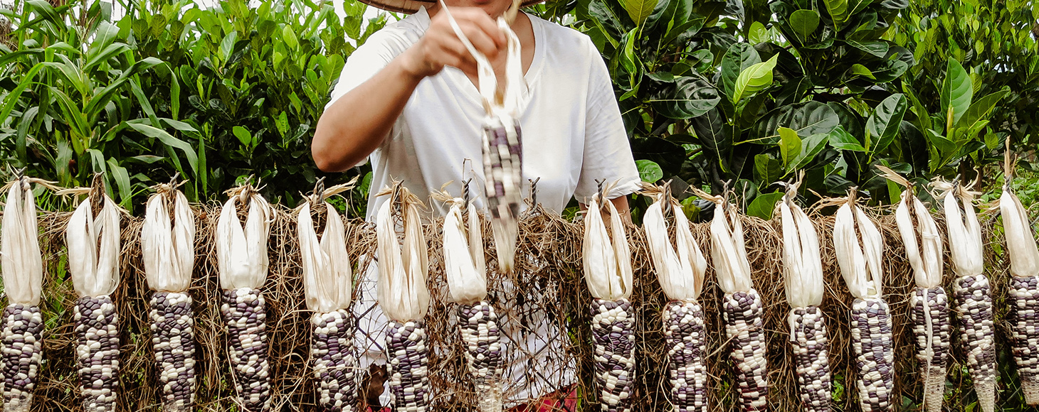 A farmer in a field of drying corn crop