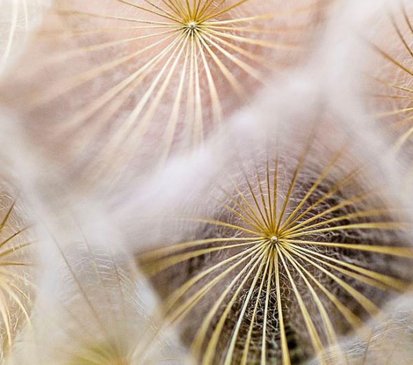Close up of flowers that has fragile silk looking particles
