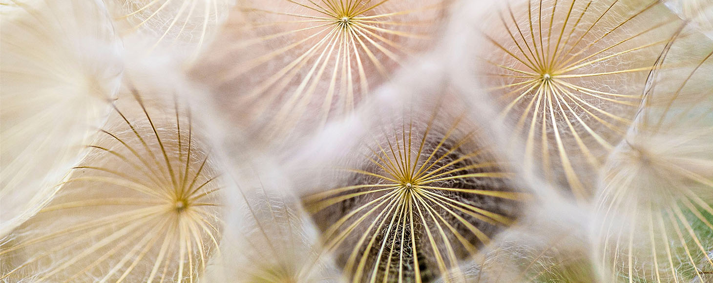 Close up of flowers that has fragile silk looking particles