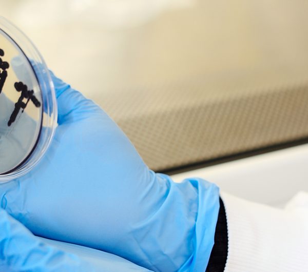 Petri dish with colour bacteria growing in a lab